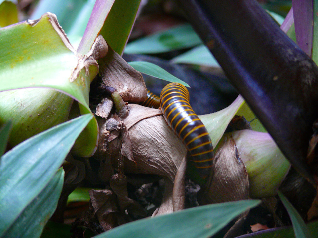 caterpillar animal dominican republic free photo