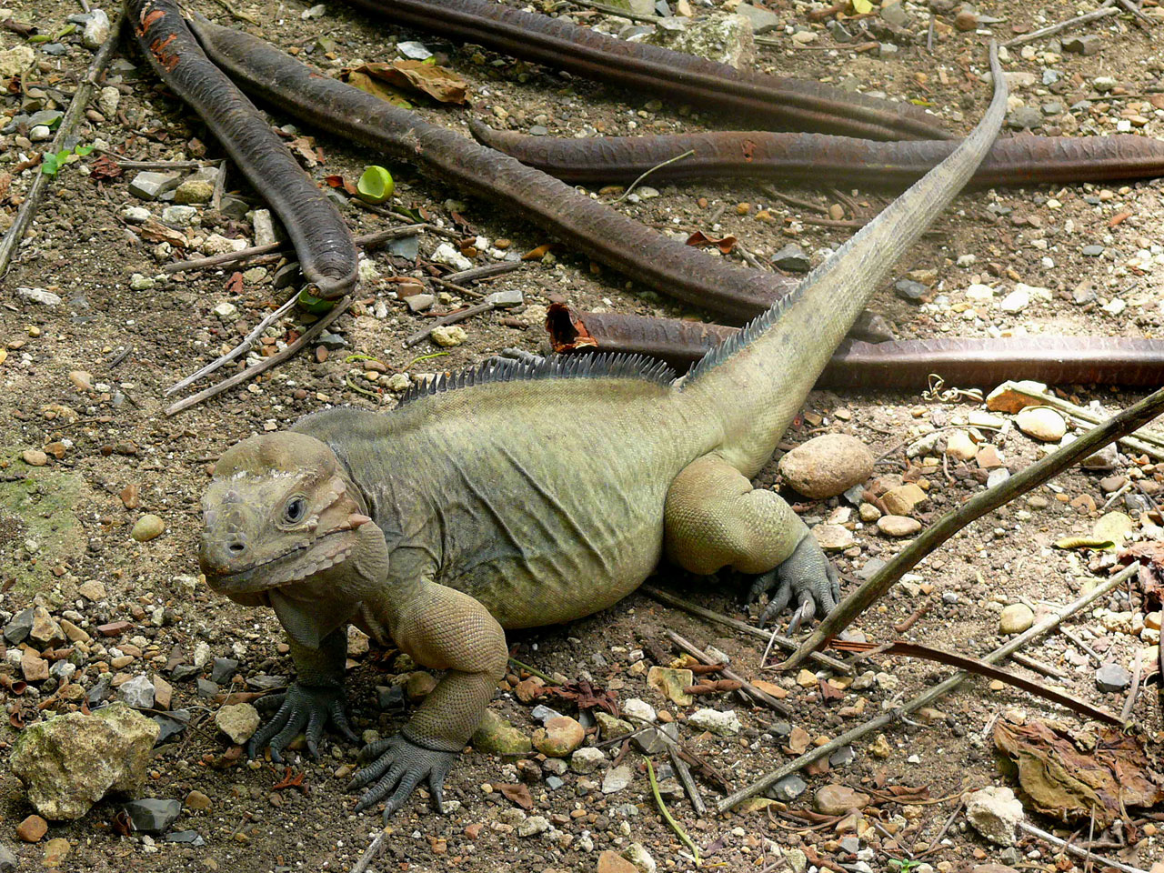 iguana animal exotic animal free photo