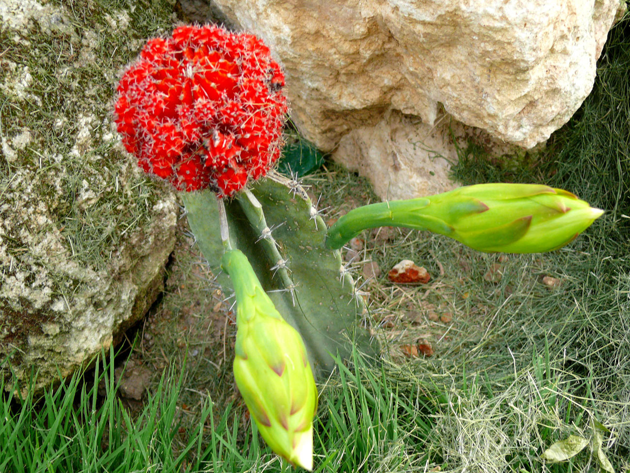 cactus flower growing free photo