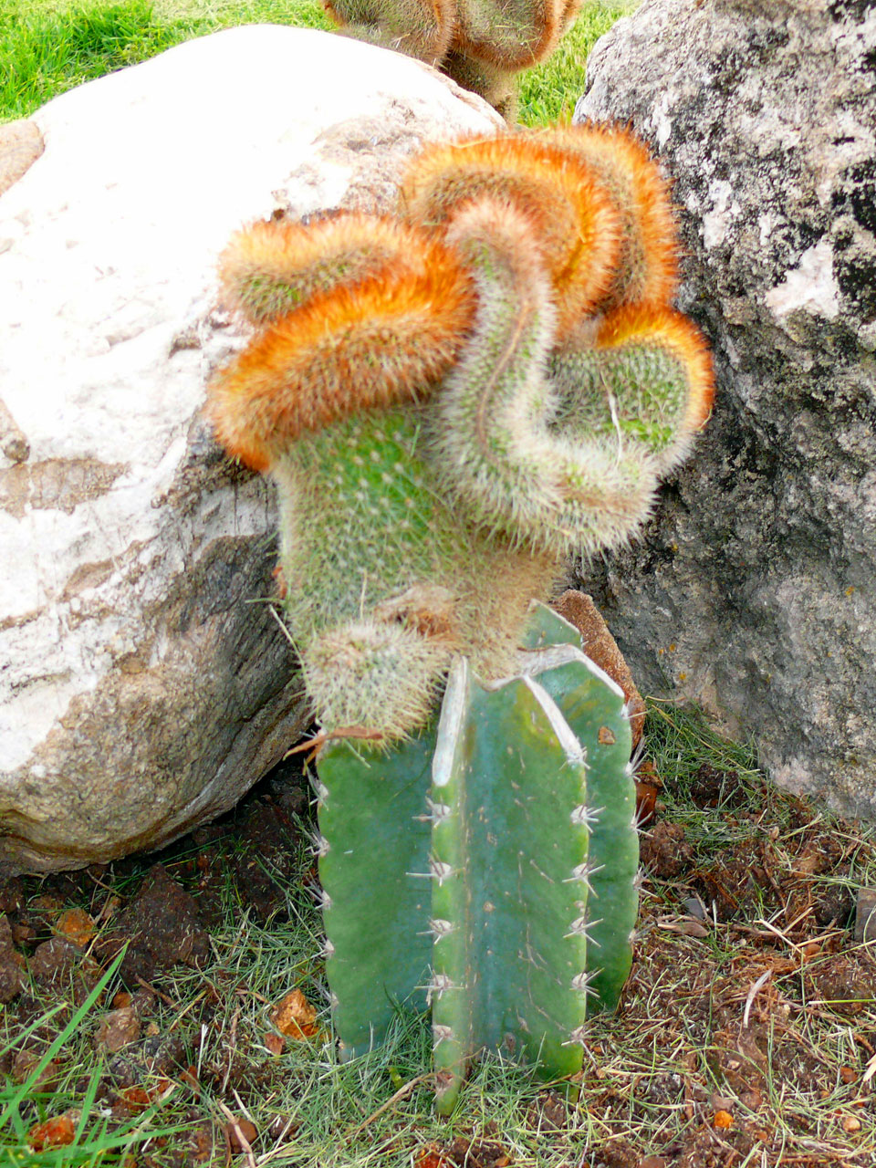 cactus funny flower free photo