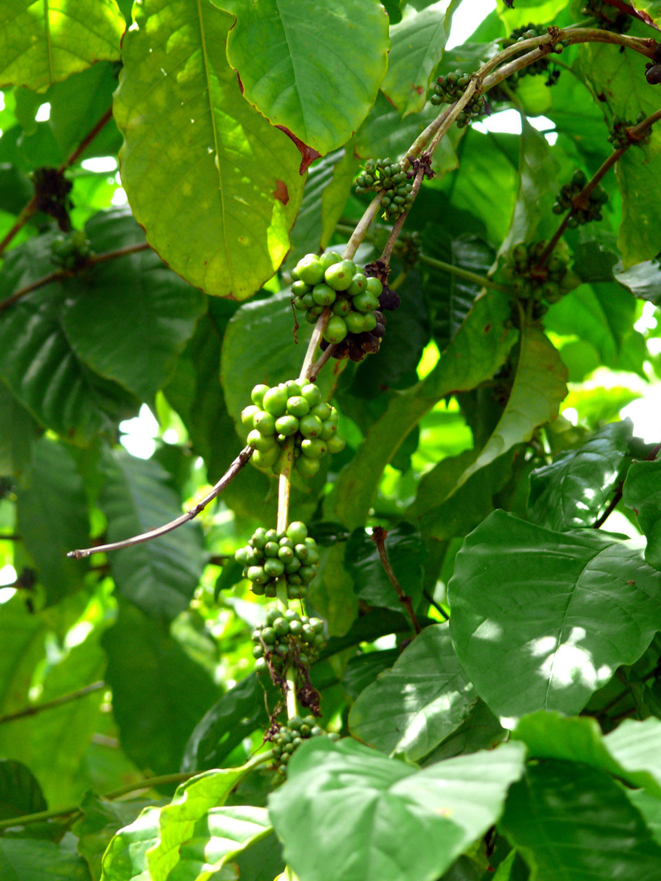 coffee coffee tree dominican republic free photo