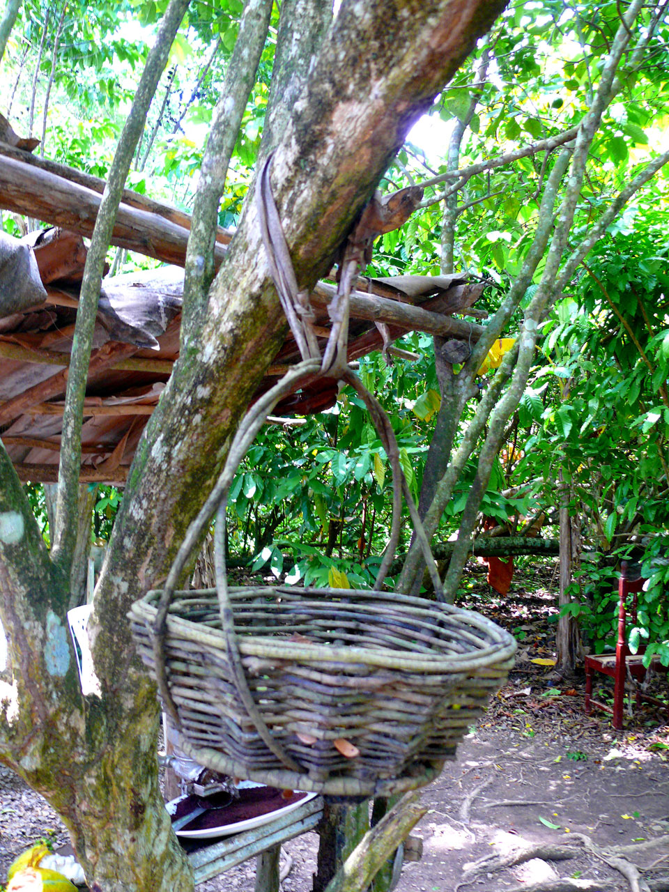 basket on the tree dominican republic exotic country free photo