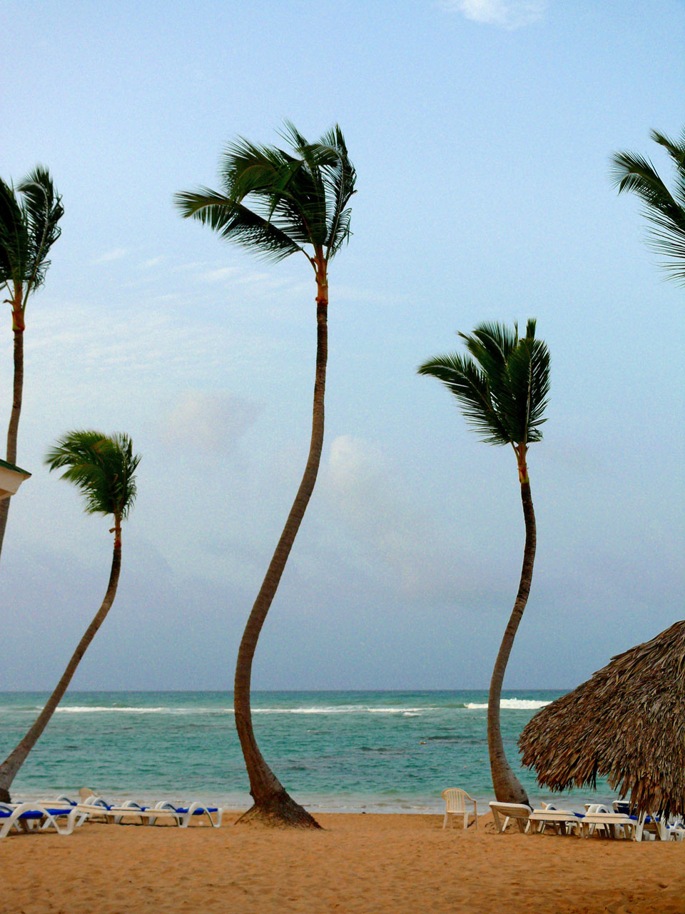 palm tree beach sunny free photo