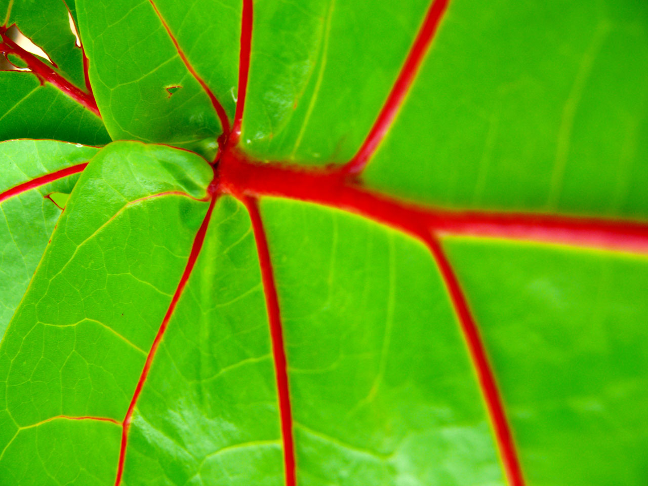 leaf exotic flora free photo
