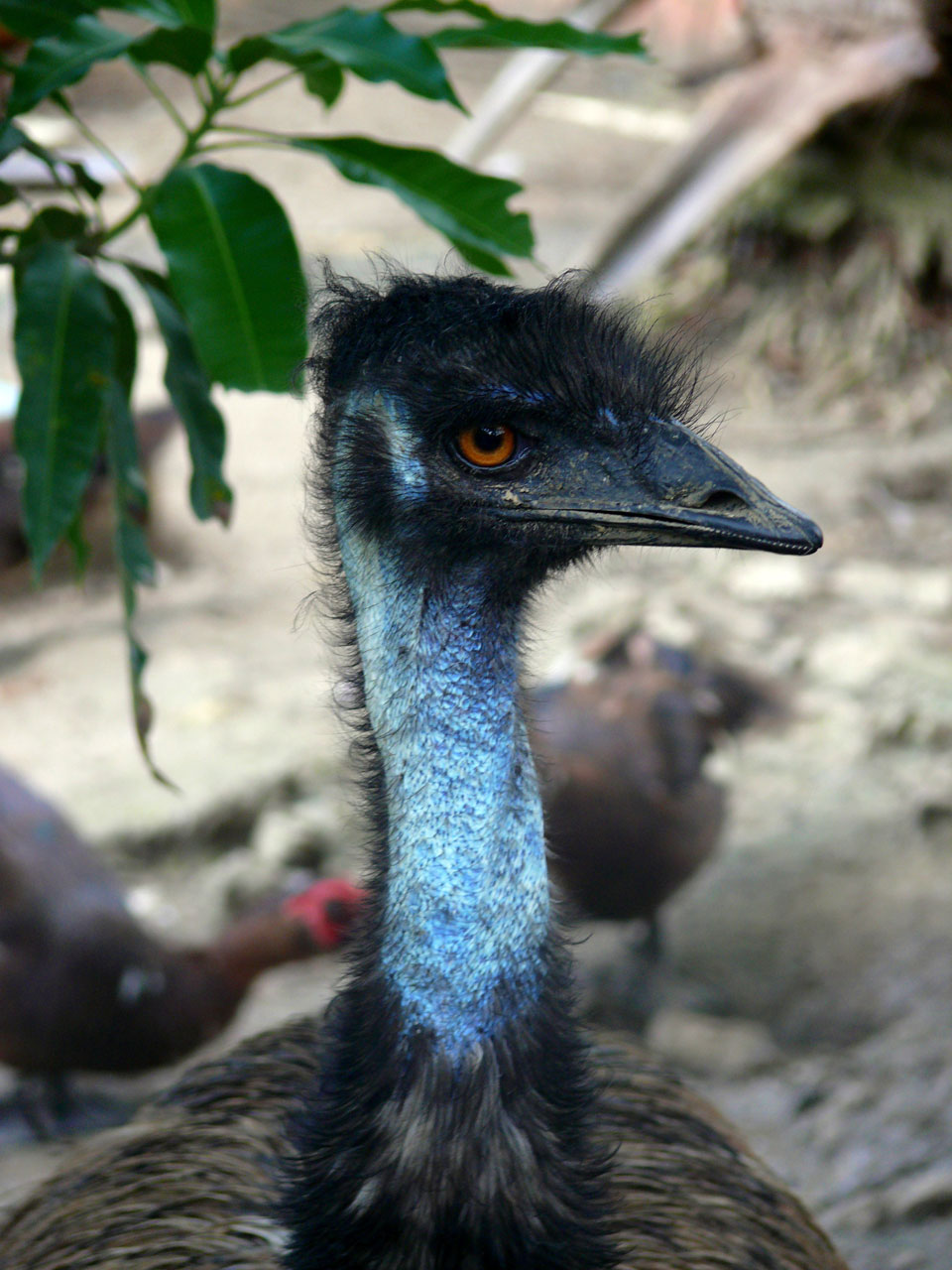 camel bird ostrich animal free photo