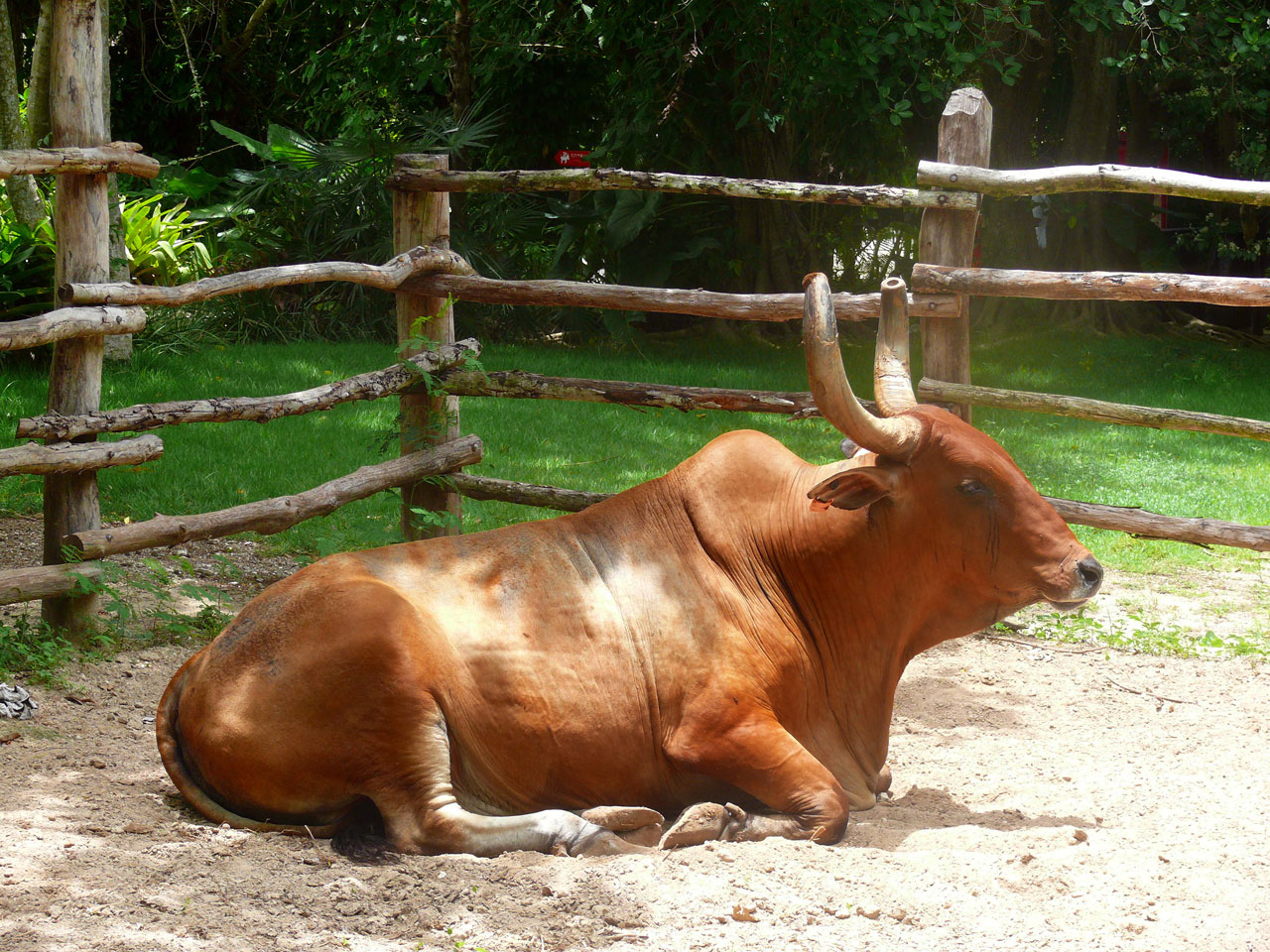 resting animal animal dominican republic free photo