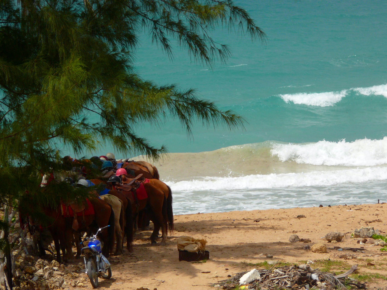 horses beach horses on the beach free photo