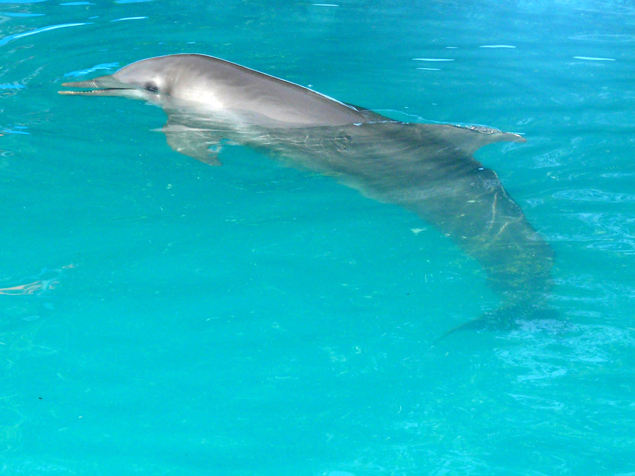 dolphin pool dominican republic free photo