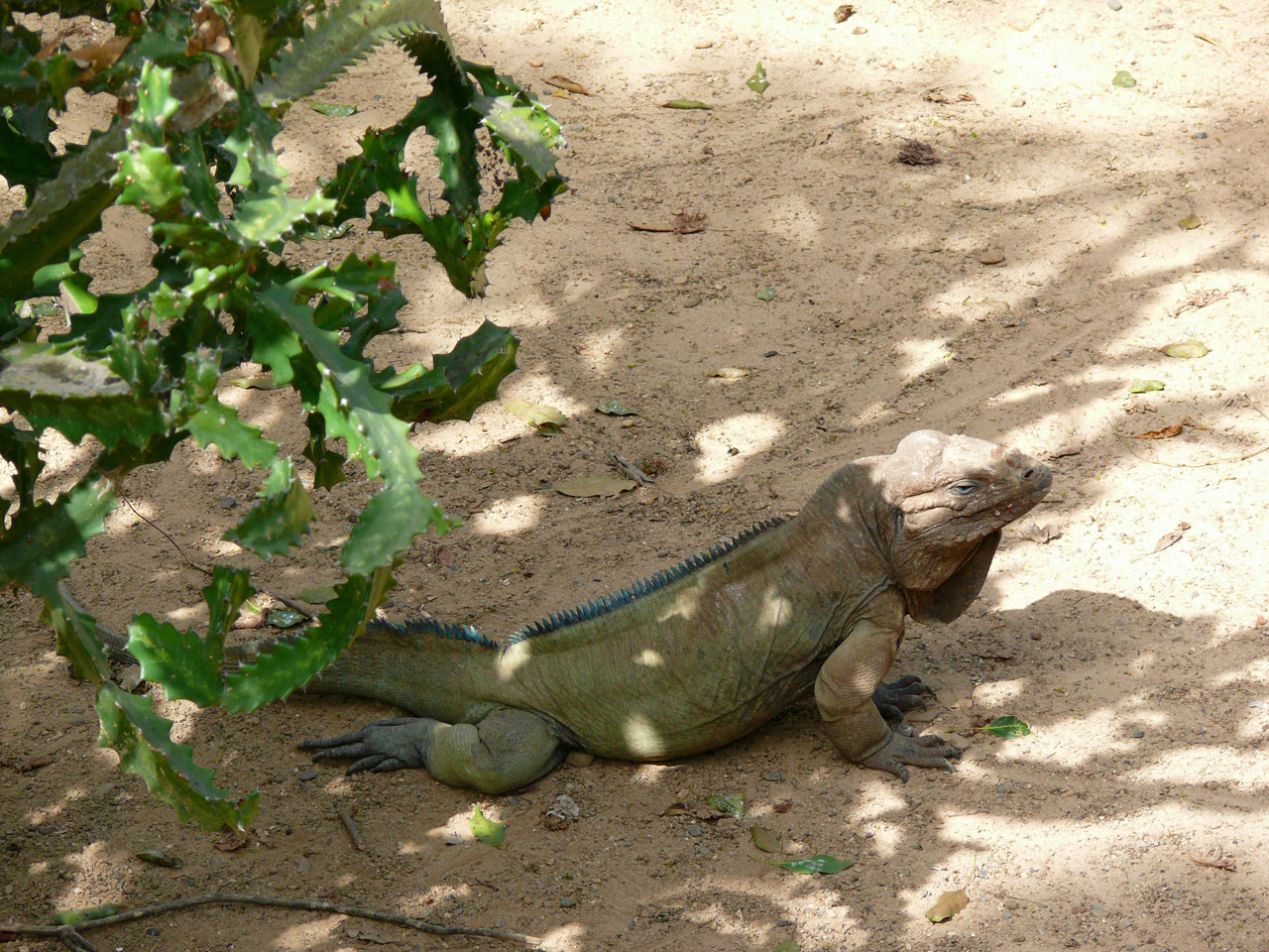 iguana animal exotic animal free photo