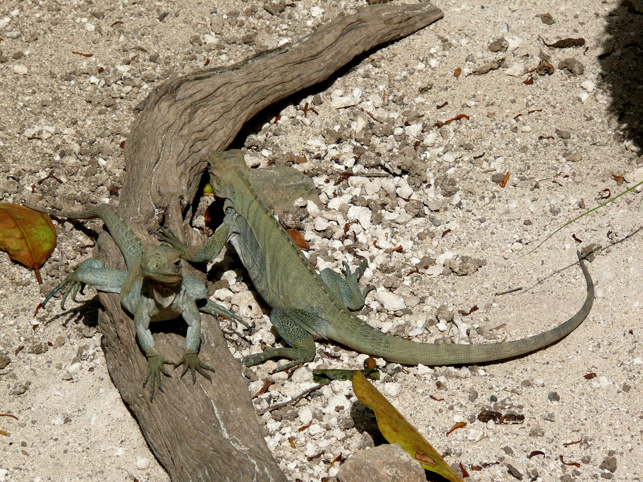 iguanas animal exotic animal free photo