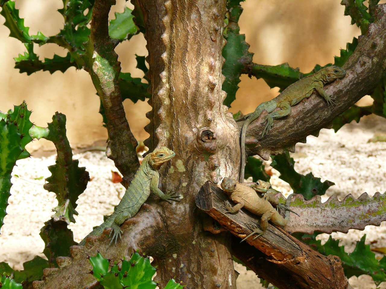 iguanas tree animal free photo