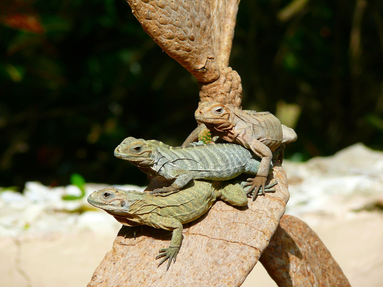 iguanas tree animal free photo