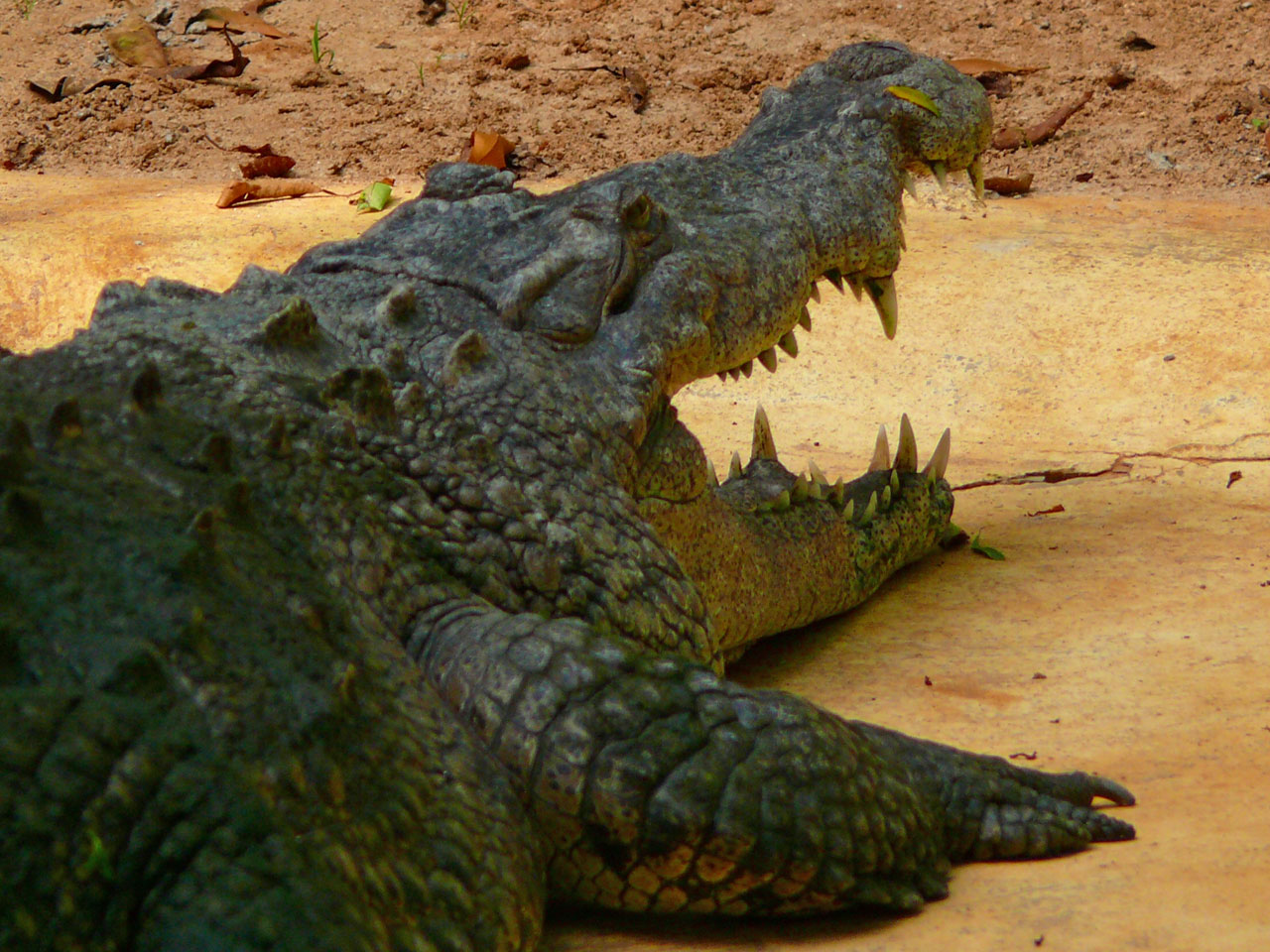 crocodile animal exotic free photo