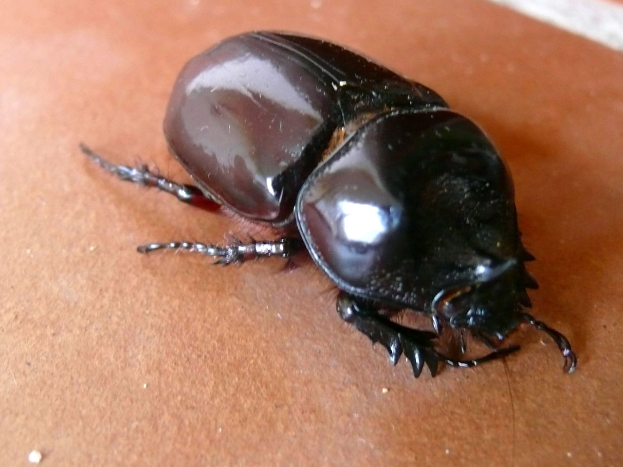 big beetle beetle animal free photo
