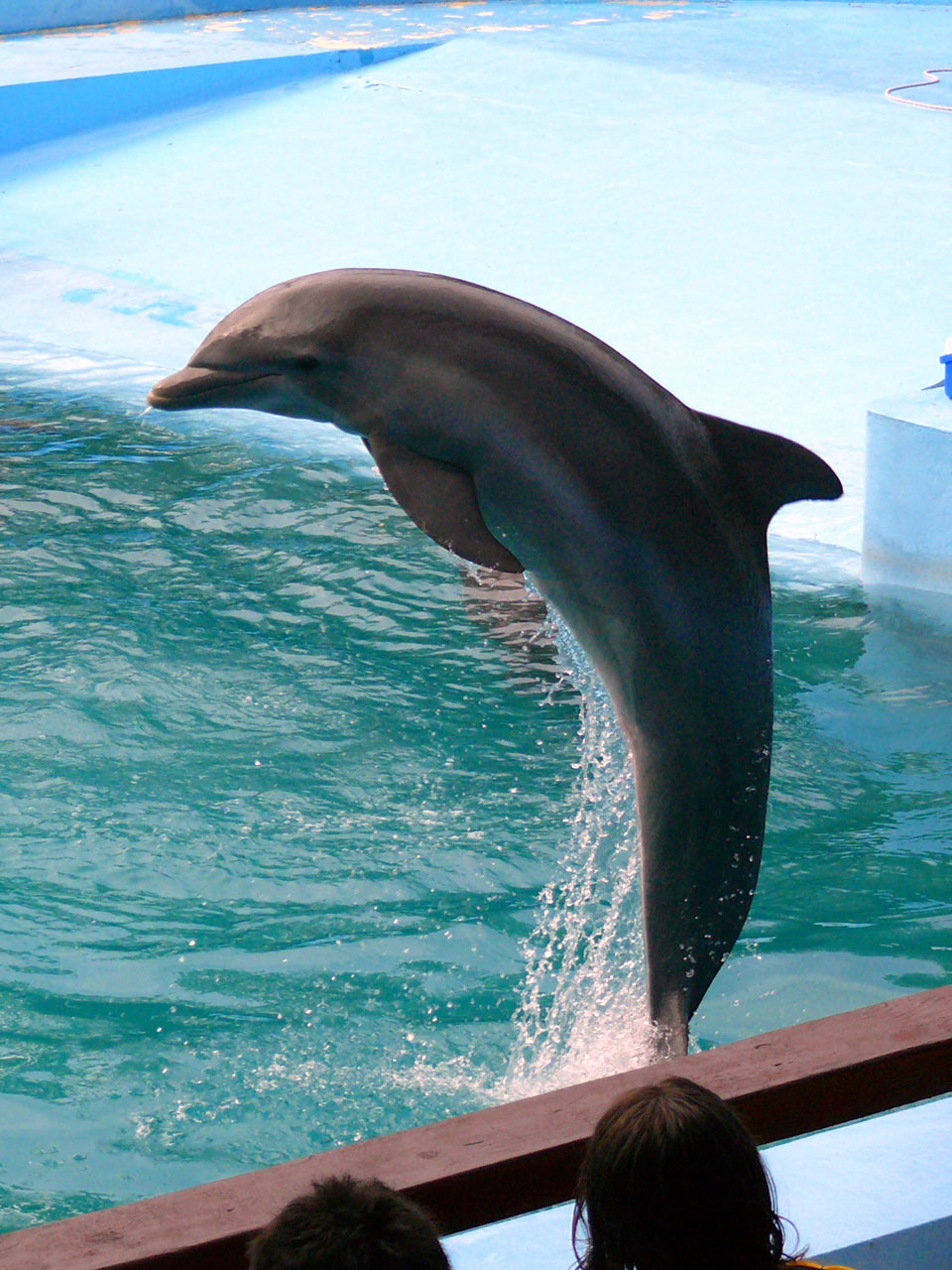 dolphin dolphin show jumping free photo