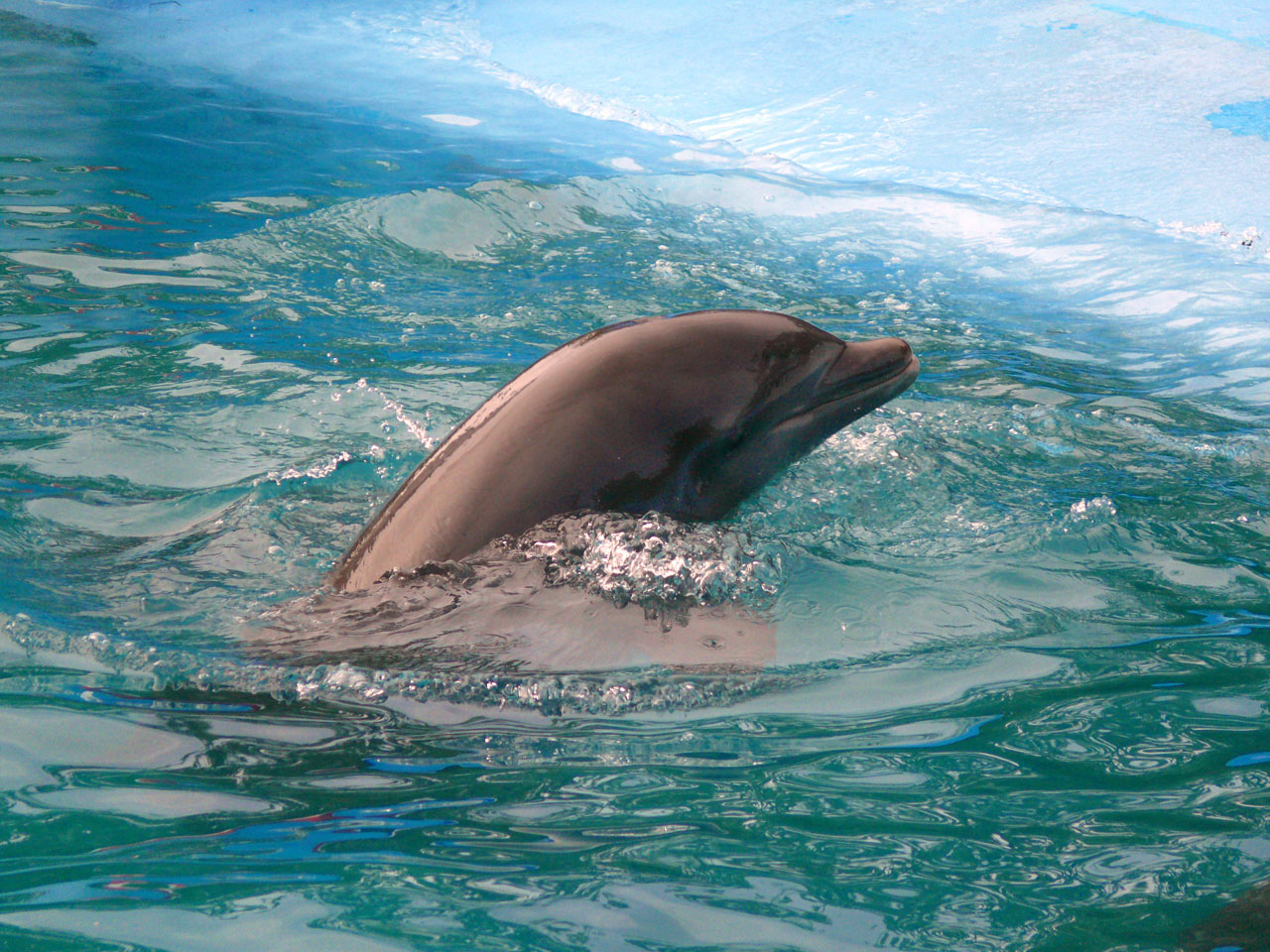 dolphin pool dominican republic free photo