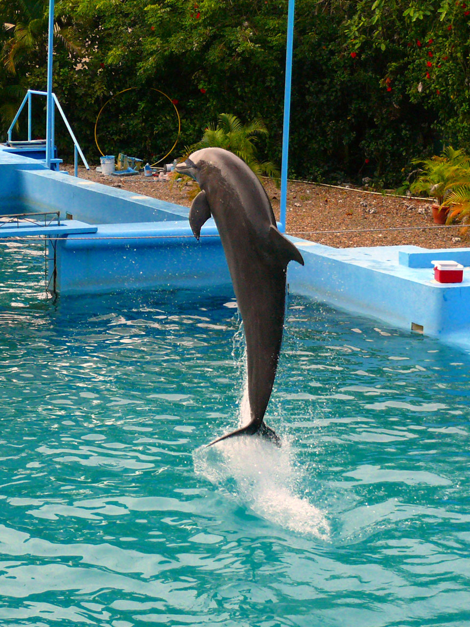 dolphin dolphin show jumping free photo