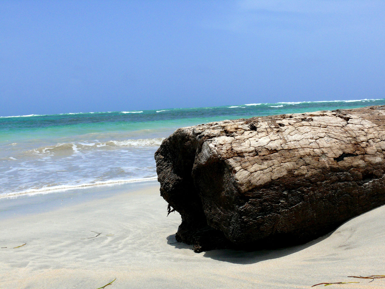 wood on the beach beach dominican republic free photo