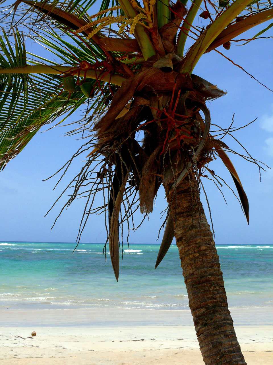 palm tree beach sunny free photo