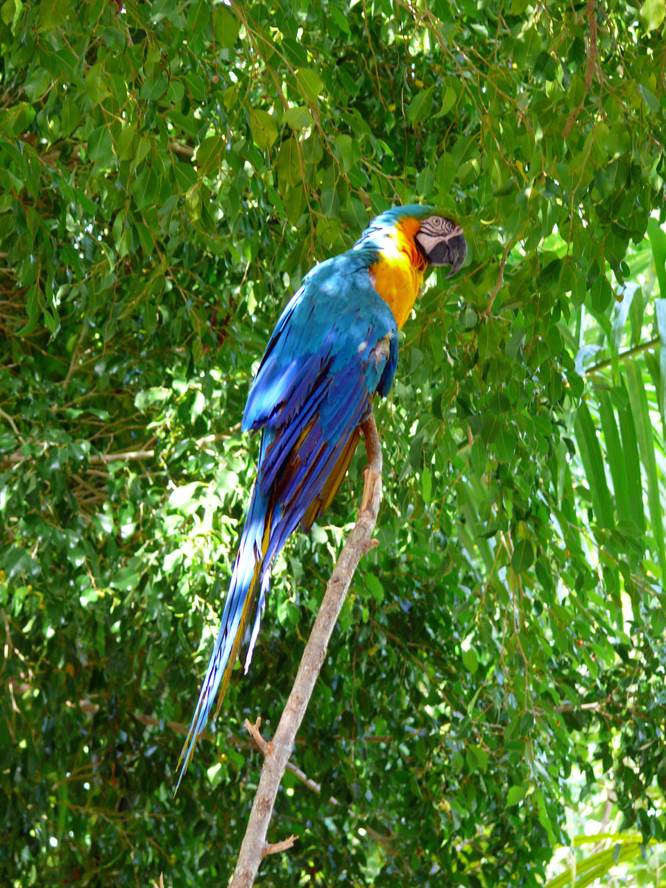 parrot parrot in natural environment animal free photo