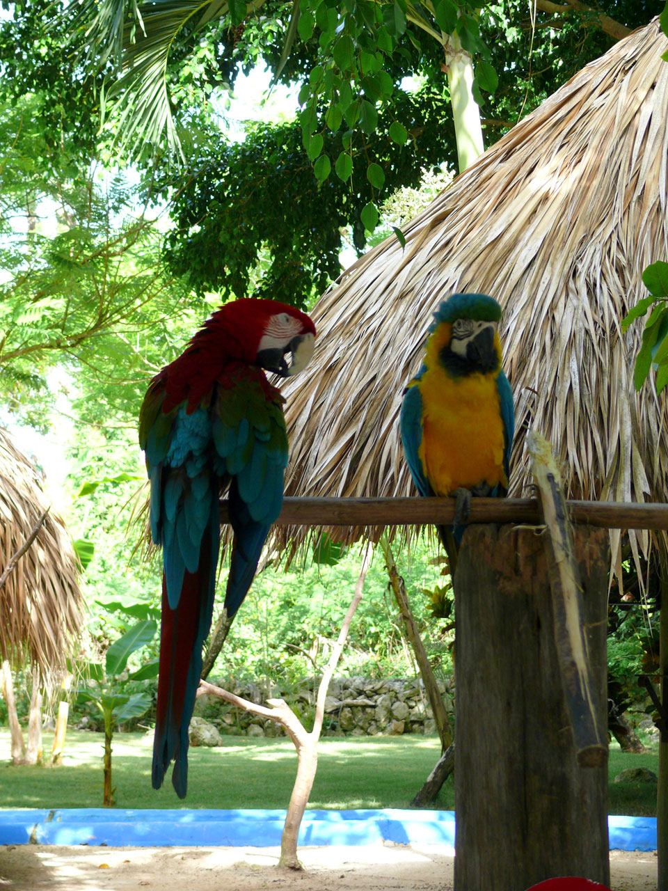 parrots parrots in natural environment animal free photo