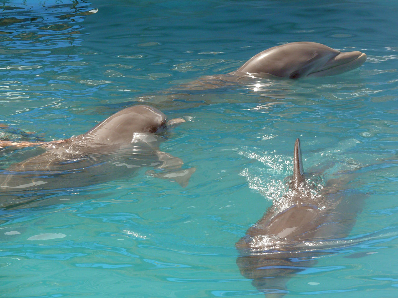 three dolphins pool exotic free photo