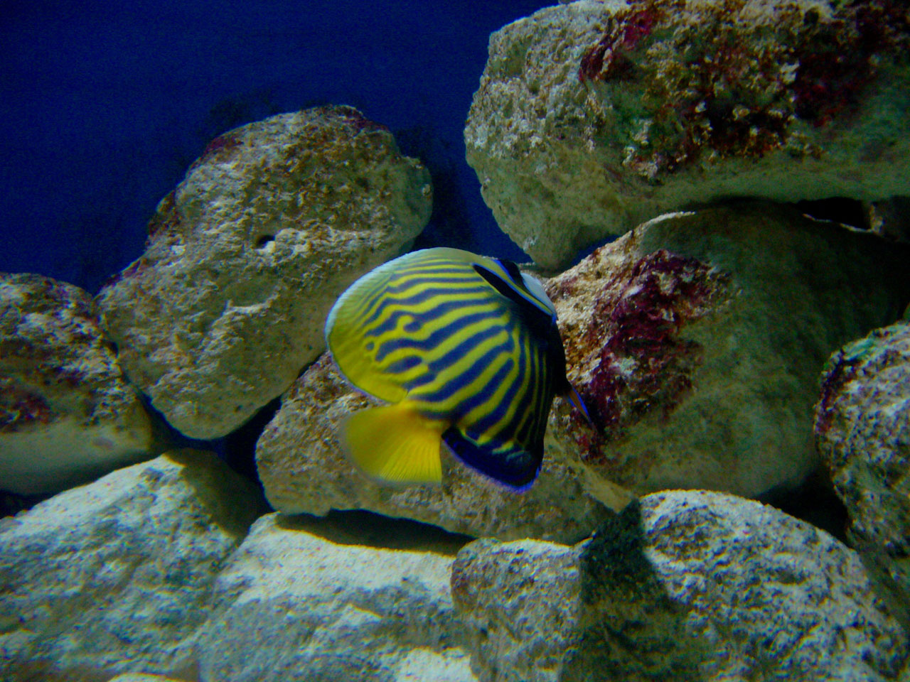 fish aquarium sea free photo