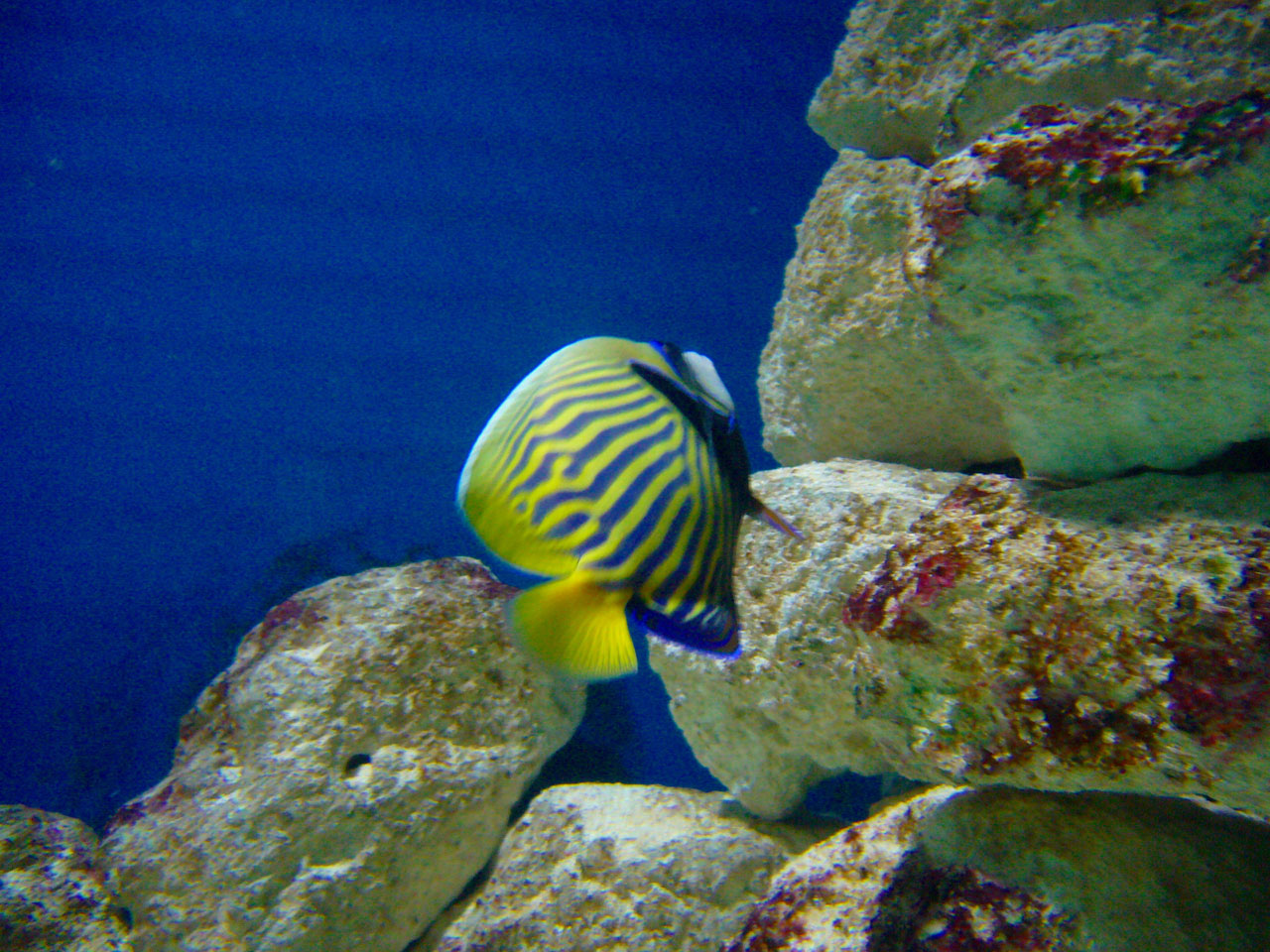 fish aquarium sea free photo
