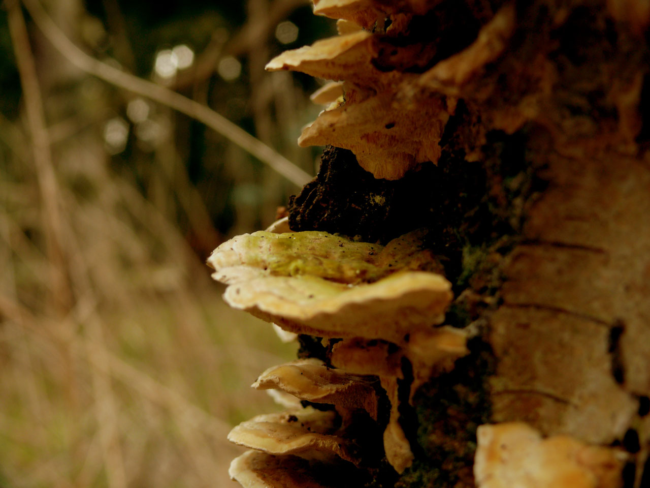 mushrooms tree nature free photo