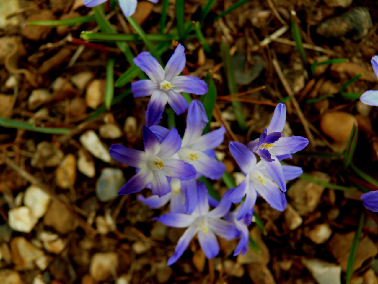 flower purple flora free photo