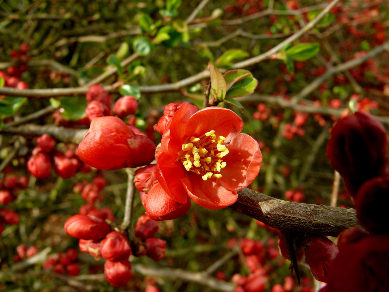 flower red flora free photo