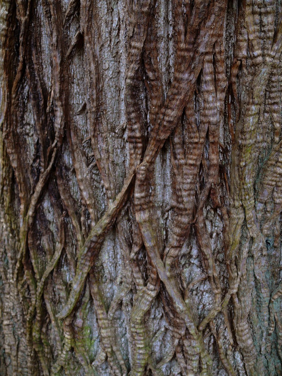 tree bark interesting free photo