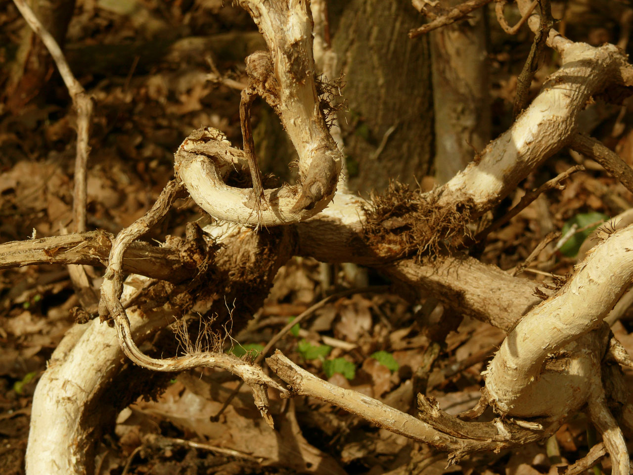tree roots root free photo