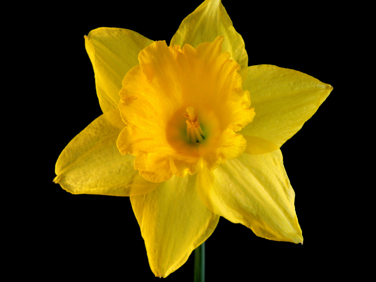daffodil flower flora free photo