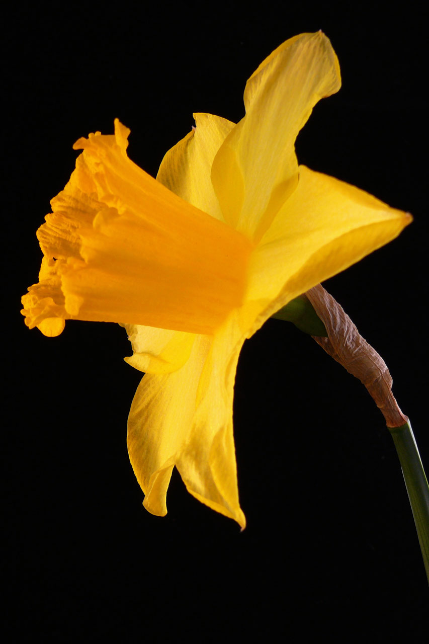 daffodil flower flora free photo