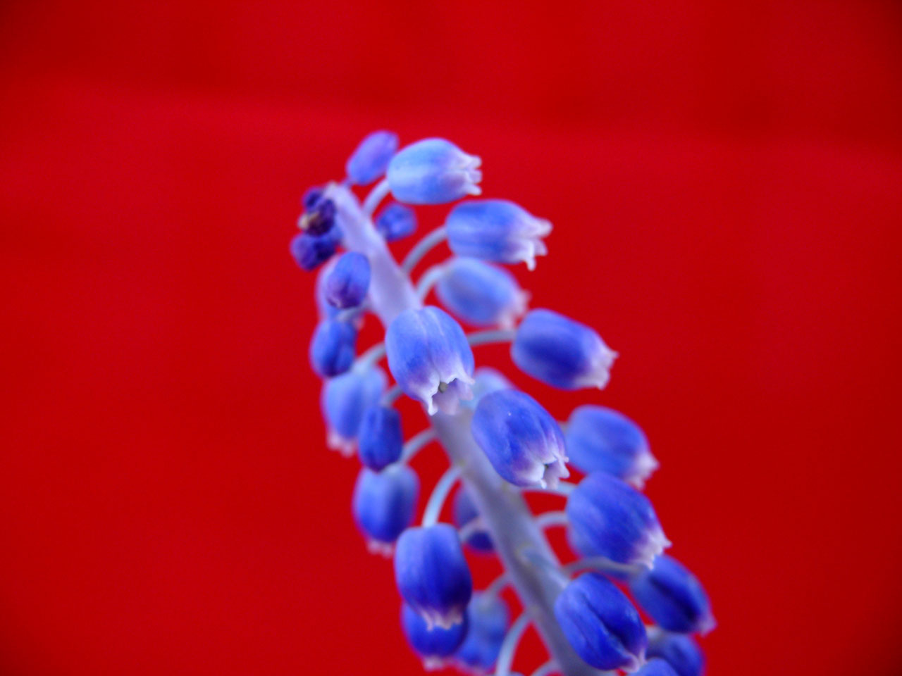 flower blue red free photo