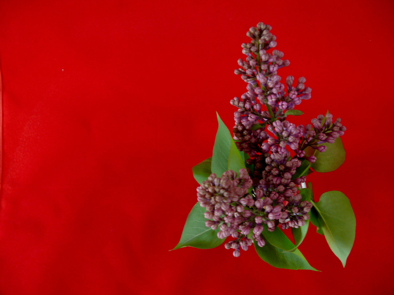 flower purple red free photo