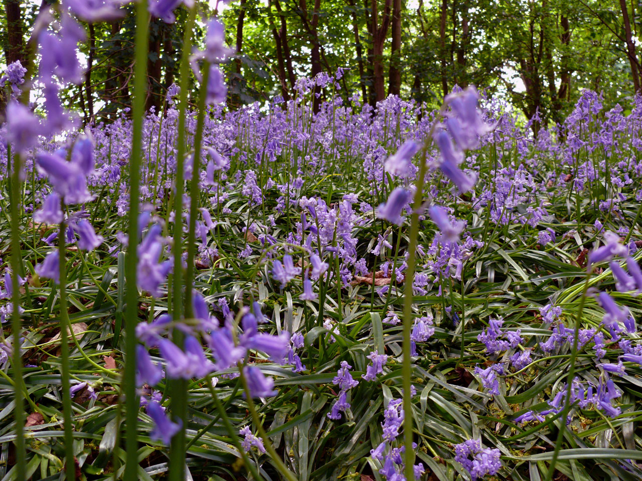 flower blue bluebell free photo