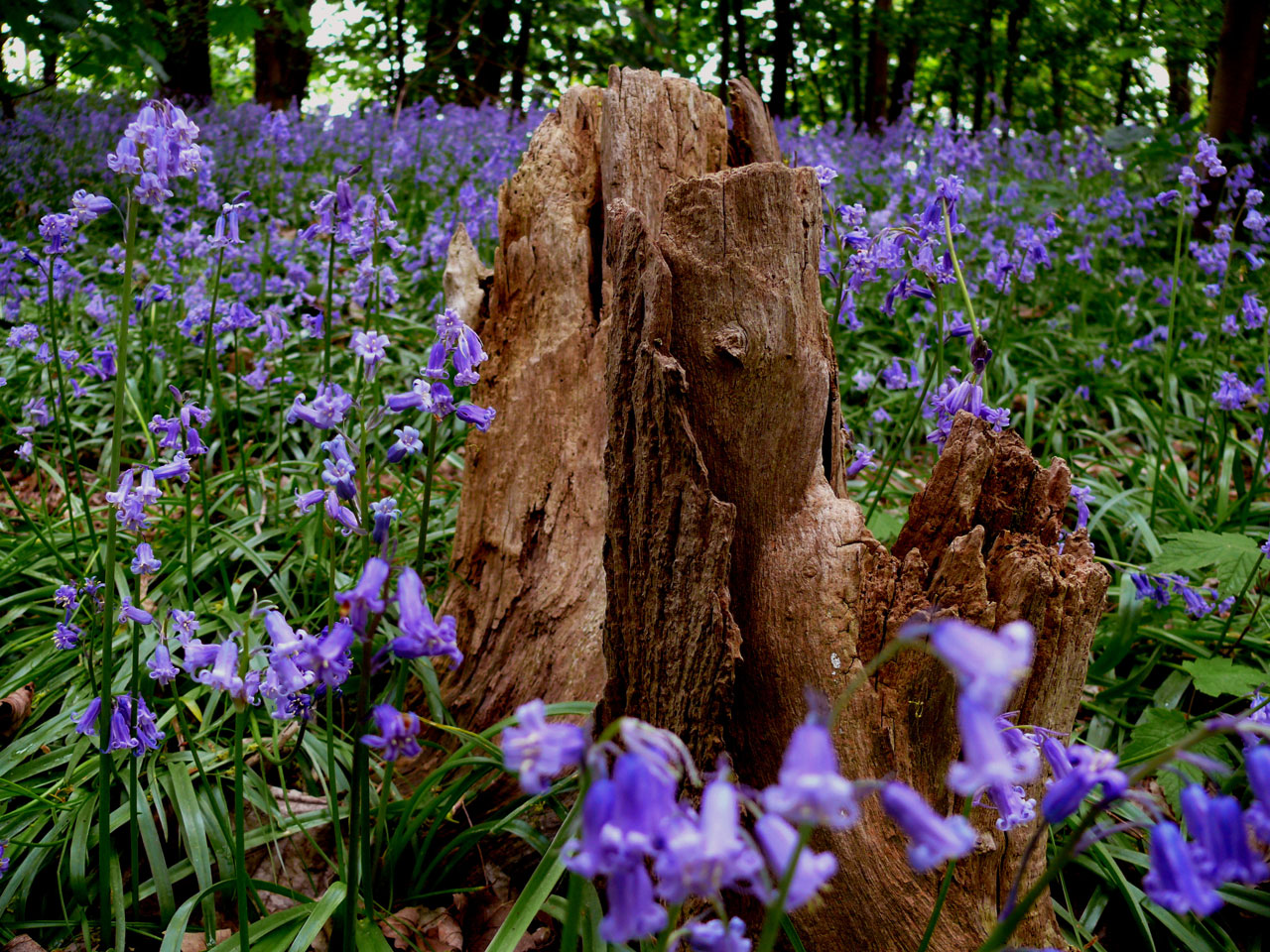 flower blue bluebell free photo