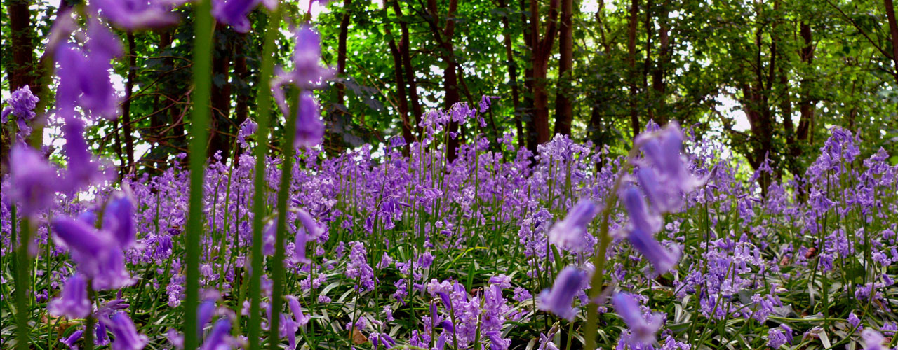 panoramatic flower blue free photo