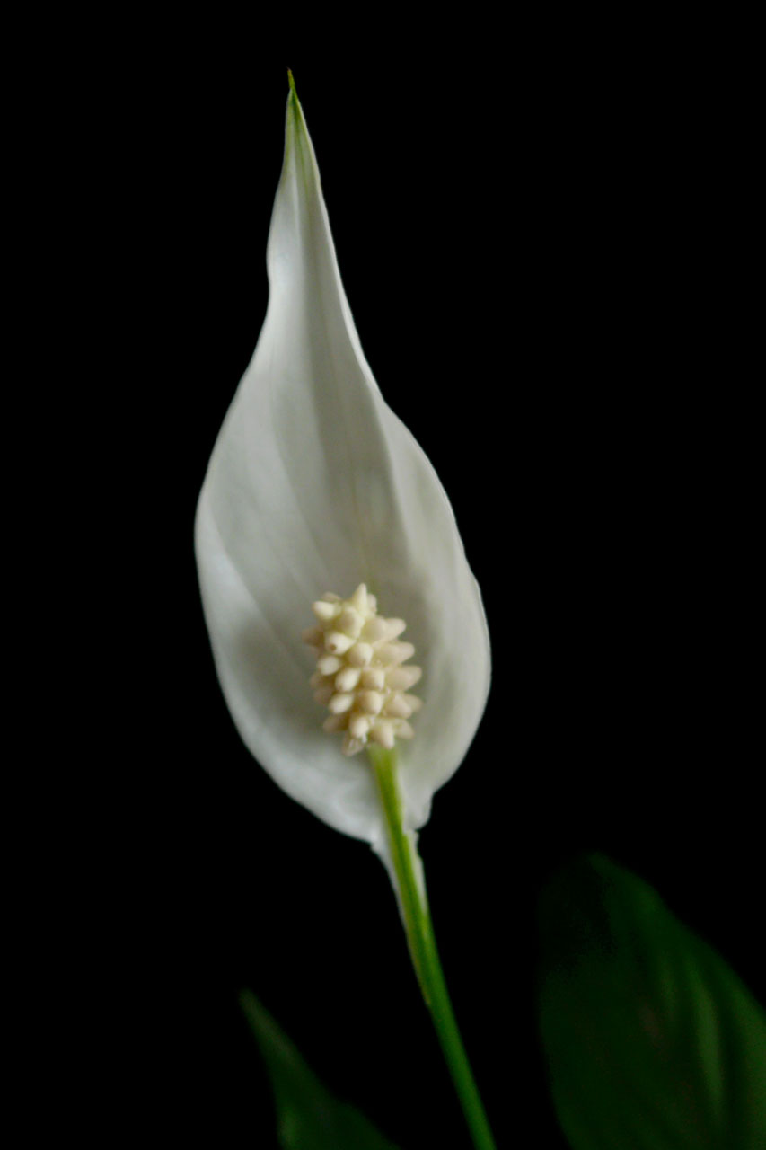 flower white black free photo