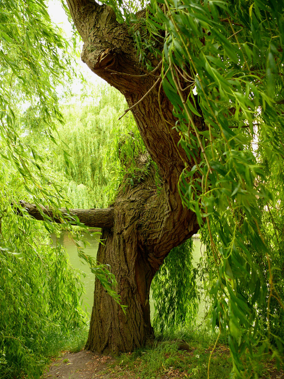tree willowtree river free photo