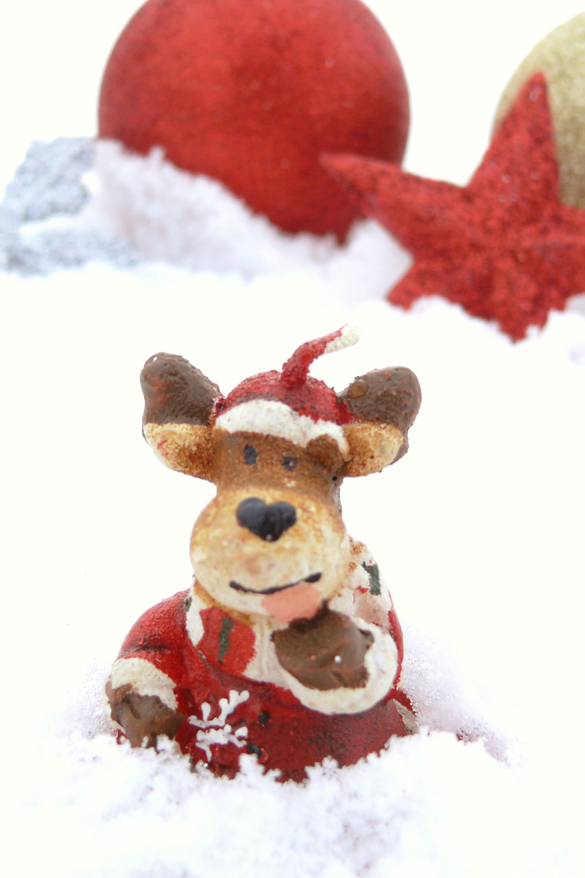 christmas decoration reindeer free photo