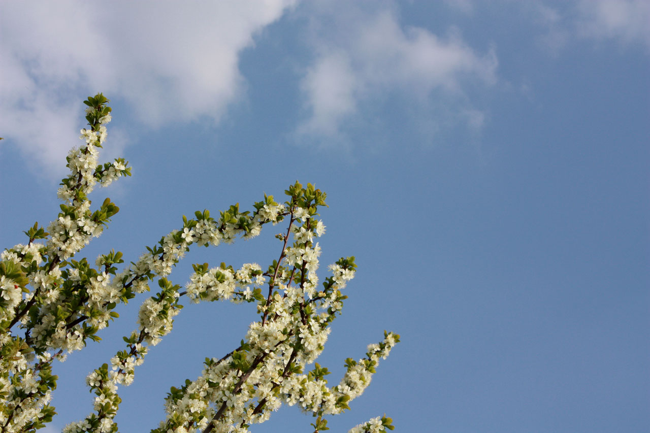 spring blossom sky free photo