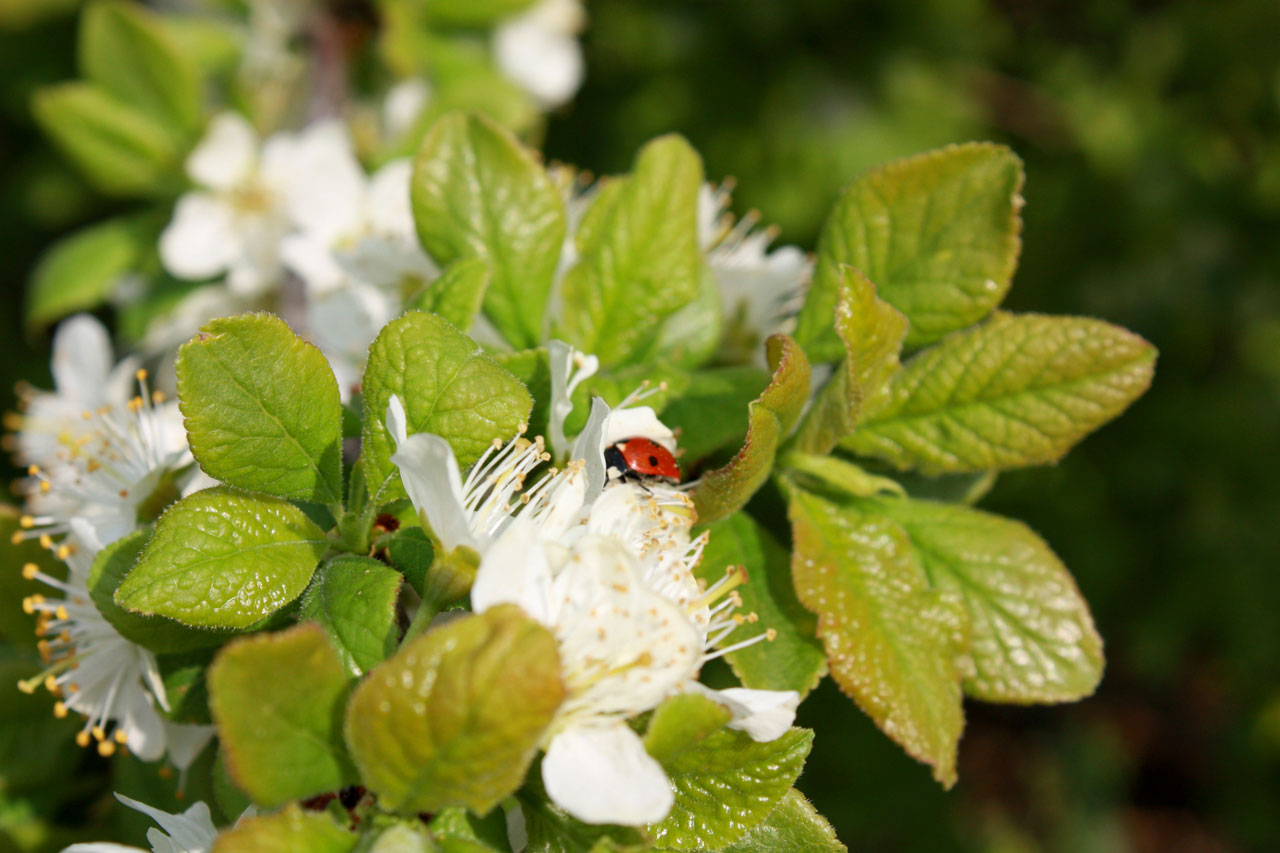 spring blossom ladybird free photo