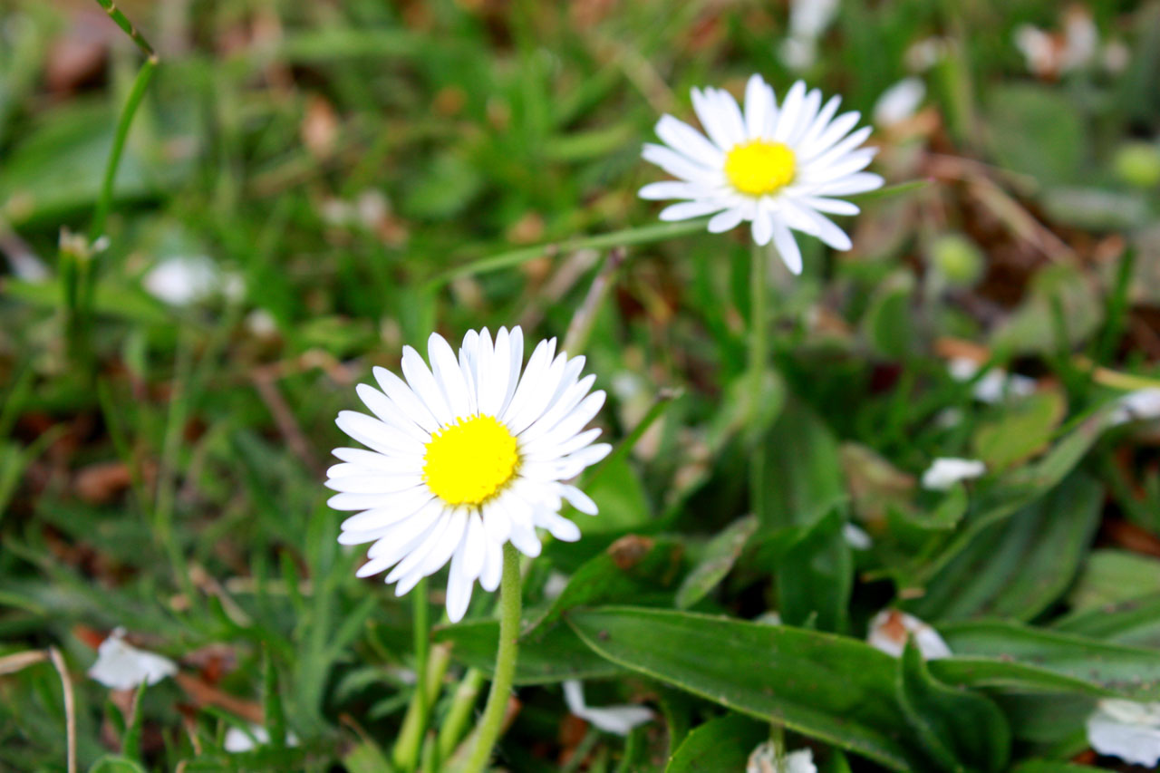 daisy grass spring free photo