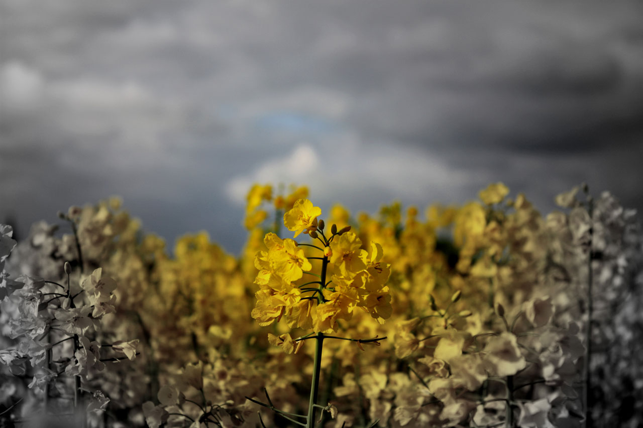 yellow field flora free photo