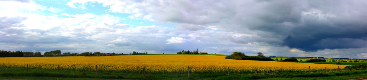 yellow field panorama free photo