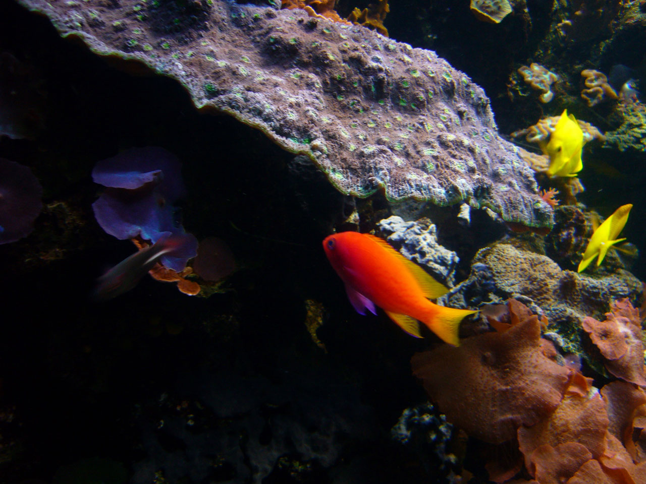 fish aquarium sea free photo