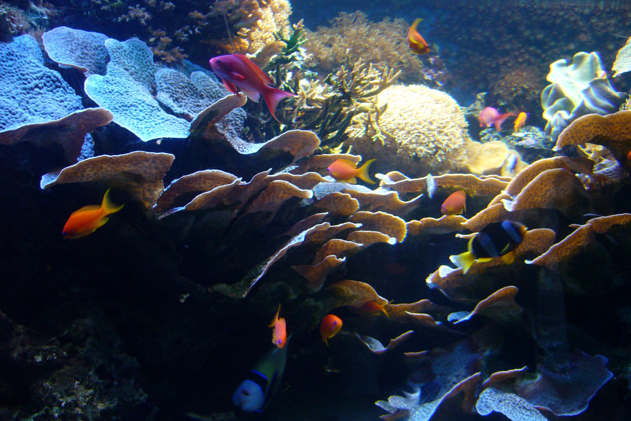 fish aquarium sea free photo
